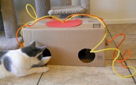 Коты обожают картонные коробки.